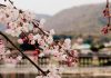 IL FIORE DI CILIEGIO – SAKURA