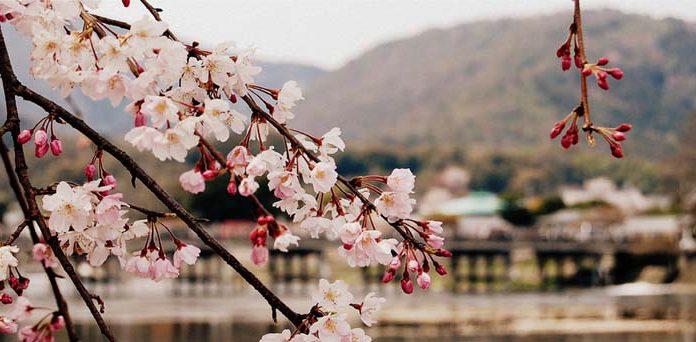 IL FIORE DI CILIEGIO – SAKURA