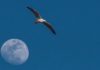 La lavastoviglie, le musicassette e la Luna.