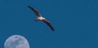La lavastoviglie, le musicassette e la Luna.