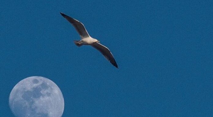 La lavastoviglie, le musicassette e la Luna.