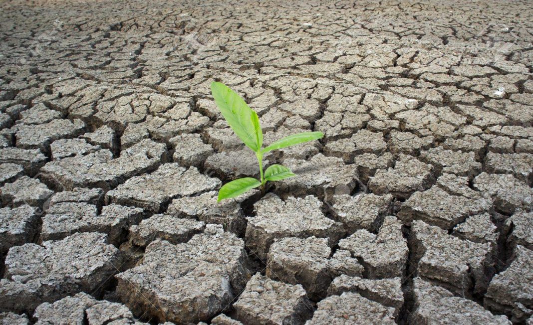 13262343-plante-verte-croissante-de-terre-craquelée-une-nouvelle-vie-