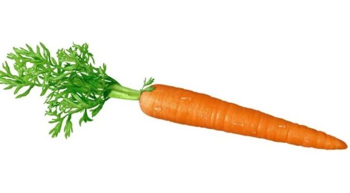 La carota.