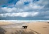 Il cane scappato