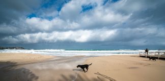 Il cane scappato