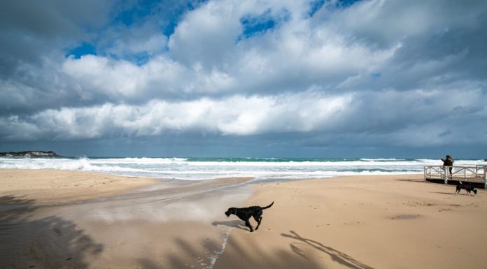Il cane scappato