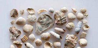 FOSSILI DAL MARE