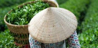 S1:E1 “Tè: origine, storia e viaggio nel mondo”