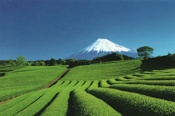 S3:E2 “Tè Verdi del Giappone: Sencha, Gyokuro, Matcha”
