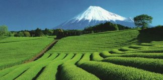 S3:E2 “Tè Verdi del Giappone: Sencha, Gyokuro, Matcha”